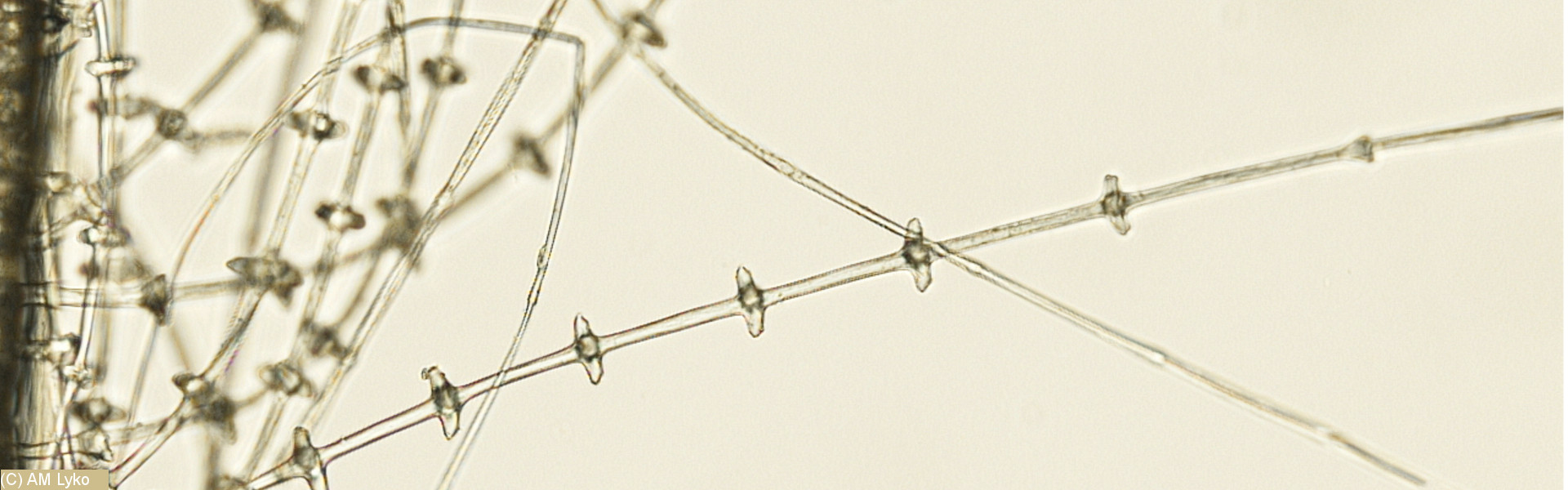 Federidentifikation Textilrestaurierung Lyko